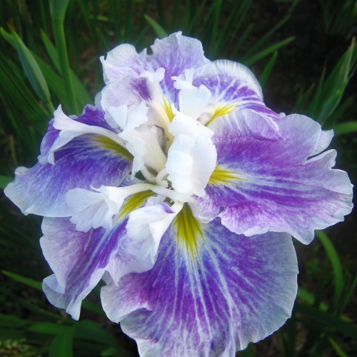 Iris ensata 'Angel Mountain' - Kämpferi iiris 'Angel Mountain'